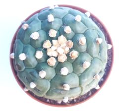 Astrophytum Asterias Kikko Turtle -  Koleksiyonluk 8 cm Çapında Astro Nadir Tür Kaktüs 8,5 cm saksılı
