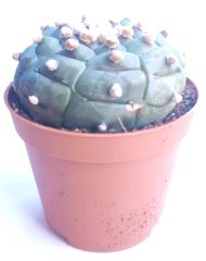 Astrophytum Asterias Kikko Turtle -  Koleksiyonluk 8 cm Çapında Astro Nadir Tür Kaktüs 8,5 cm saksılı