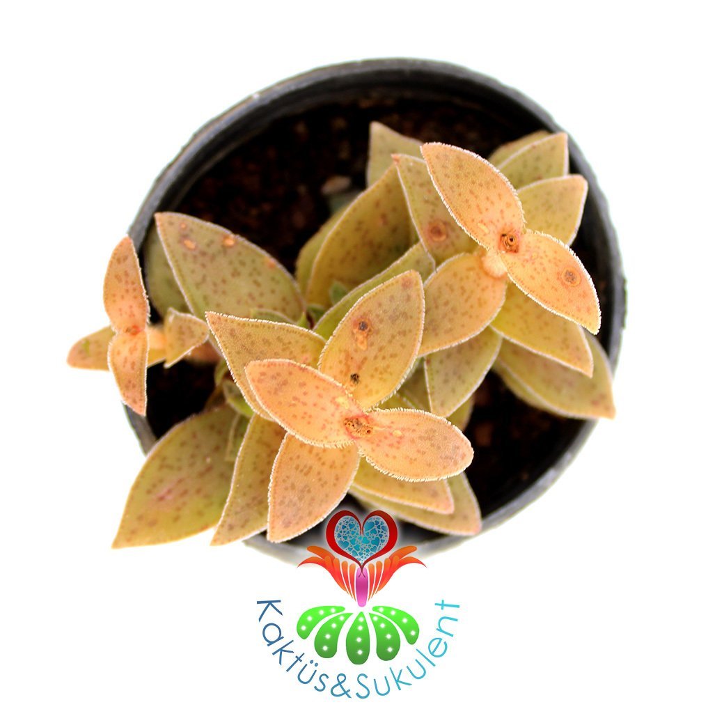Sukulent,Crassula Alpestris-Turuncu-Pembe Tonlarında Yapraklı- 5,5 cm Saksıda-Teraryum,Kaktüs