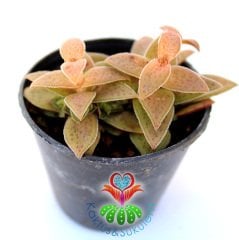 Sukulent,Crassula Alpestris-Turuncu-Pembe Tonlarında Yapraklı- 5,5 cm Saksıda-Teraryum,Kaktüs