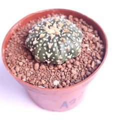 Astrophytum Asterias   V TYPE x Star Shape -  V  Yıldız Tip Astro Nadir Tür Kaktüs