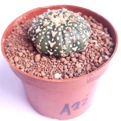 Astrophytum Asterias   V TYPE x Star Shape -  V  Yıldız Tip Astro Nadir Tür Kaktüs