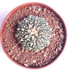 Astrophytum Asterias   V TYPE x Star Shape -  V  Yıldız Tip Astro Nadir Tür Kaktüs
