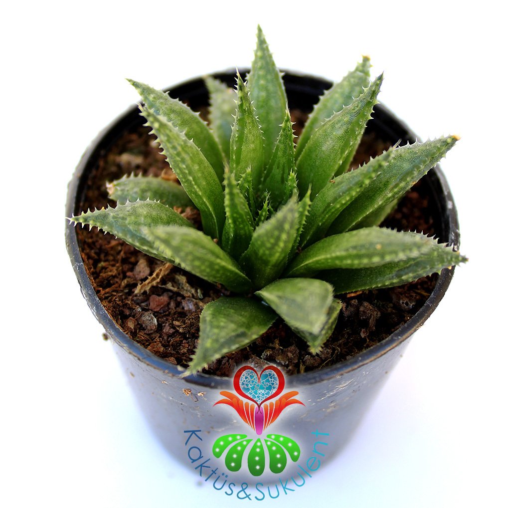 Sukulent,Haworthia Herbacea-Uçları Şeffaf Yapraklı- 5,5 cm Saksıda-Teraryum,Kaktüs