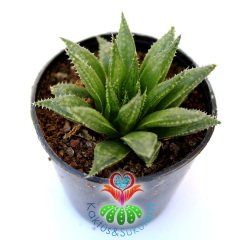 Sukulent,Haworthia Herbacea-Uçları Şeffaf Yapraklı- 5,5 cm Saksıda-Teraryum,Kaktüs