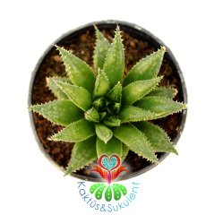 Sukulent,Haworthia Herbacea-Uçları Şeffaf Yapraklı- 5,5 cm Saksıda-Teraryum,Kaktüs