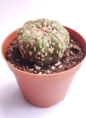 Astrophytum Asterias V TYPE -  V Tip Doğal Çizgi Desen 8,5 cm saksıda Astro Nadir Özel Tür Kaktüs
