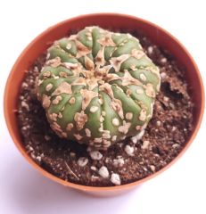 Astrophytum Asterias V TYPE -  V Tip Doğal Çizgi Desen 8,5 cm saksıda Astro Nadir Özel Tür Kaktüs