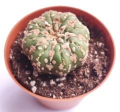Astrophytum Asterias V TYPE -  V Tip Doğal Çizgi Desen 8,5 cm saksıda Astro Nadir Özel Tür Kaktüs