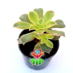 Sukulent, Aeonium Kiwi -Işık Miktarına Göre Renkleri Değişir- 5,5 cm Saksıda-Teraryum,Kaktüs