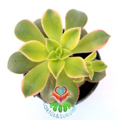 Sukulent, Aeonium Kiwi -Işık Miktarına Göre Renkleri Değişir- 5,5 cm Saksıda-Teraryum,Kaktüs