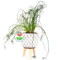 Dekoratif Ayaklı Saksıda Özel Tür Bitki Albuca Spiralis Bitkisi-30 cm