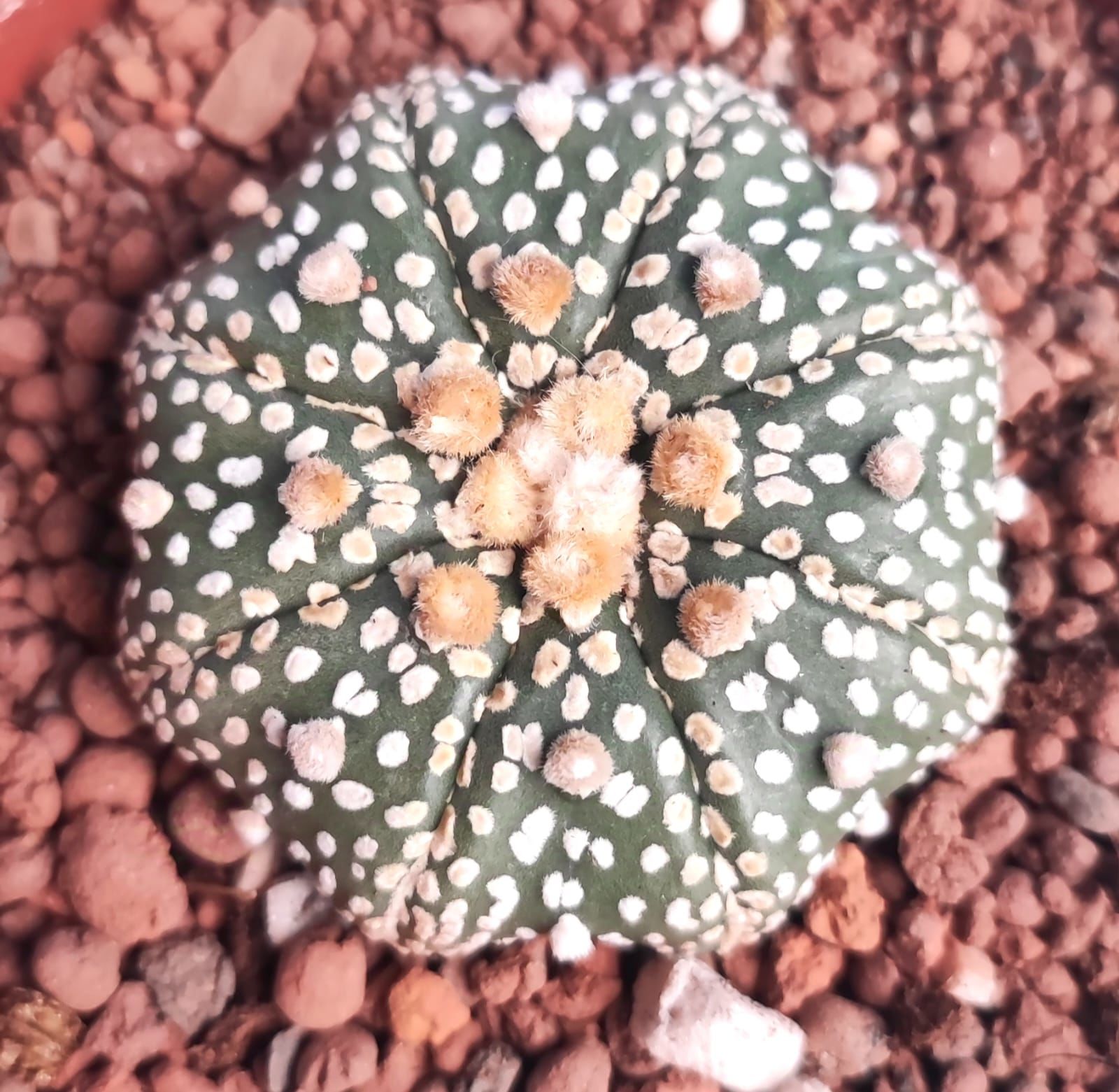 Astrophytum Asterias Sand Dollar x Star Shape -9 cm Saksıda Yıldız Şekilli Nadir Tür Koleksiyonluk