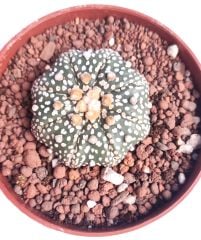 Astrophytum Asterias Sand Dollar x Star Shape -9 cm Saksıda Yıldız Şekilli Nadir Tür Koleksiyonluk