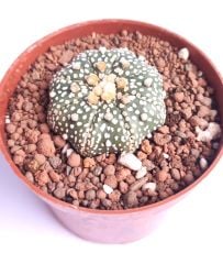 Astrophytum Asterias Sand Dollar x Star Shape -9 cm Saksıda Yıldız Şekilli Nadir Tür Koleksiyonluk
