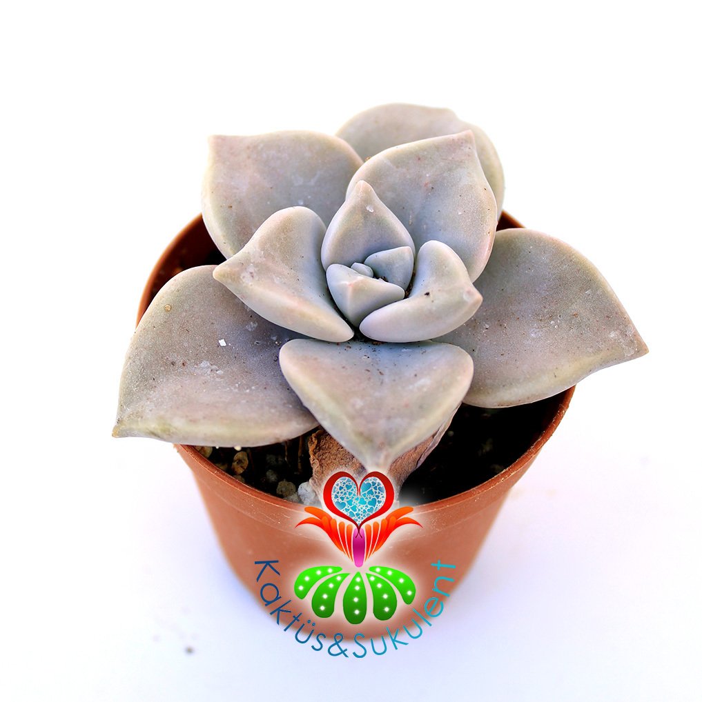 Sukulent,Graptopetalum Purple Delight-Tatlı Mor Nadir Tür- 5,5 cm Saksıda-Teraryum,Kaktüs