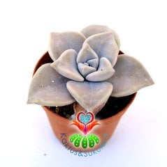 Sukulent,Graptopetalum Purple Delight-Tatlı Mor Nadir Tür- 5,5 cm Saksıda-Teraryum,Kaktüs