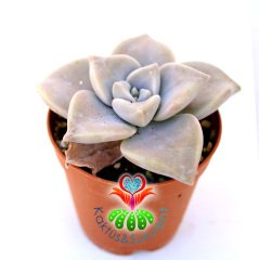 Sukulent,Graptopetalum Purple Delight-Tatlı Mor Nadir Tür- 5,5 cm Saksıda-Teraryum,Kaktüs