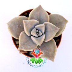 Sukulent,Graptopetalum Purple Delight-Tatlı Mor Nadir Tür- 5,5 cm Saksıda-Teraryum,Kaktüs