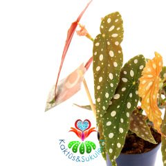 Begonia Maculata-Benekli Yapraklı Begonya-20 Cm boy 10cm Saksıda Büyük Boy