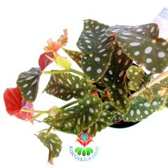 Begonia Maculata-Benekli Yapraklı Begonya-20 Cm boy 10cm Saksıda Büyük Boy