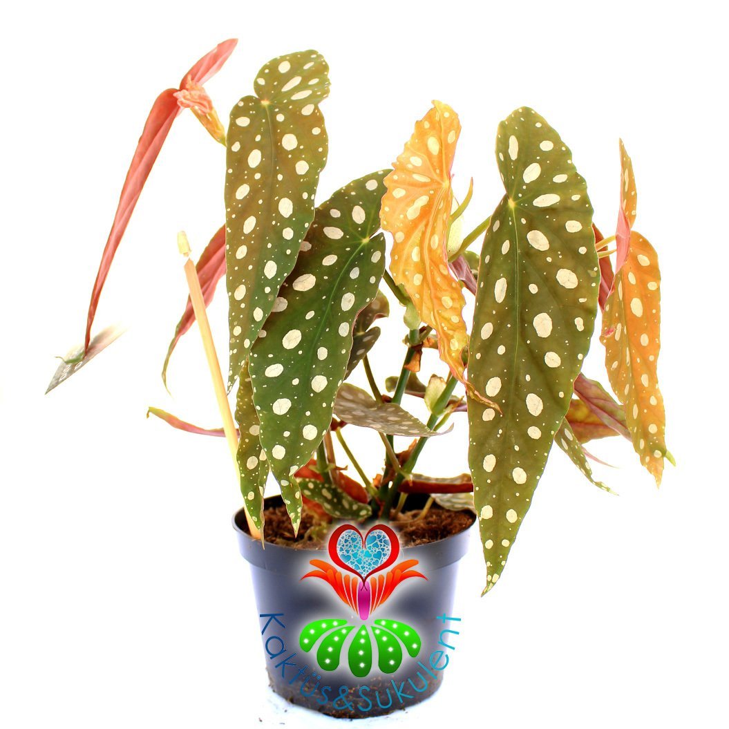 Begonia Maculata-Benekli Yapraklı Begonya-20 Cm boy 10cm Saksıda Büyük Boy