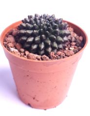 Gymnocalycium SPINELESS İNERMİS 5,5 cm Saksılı Nadir Tür İthal Kaktüs