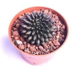 Gymnocalycium SPINELESS İNERMİS 5,5 cm Saksılı Nadir Tür İthal Kaktüs