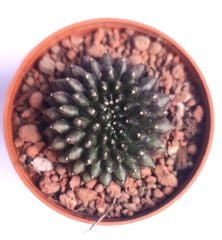 Gymnocalycium SPINELESS İNERMİS 5,5 cm Saksılı Nadir Tür İthal Kaktüs