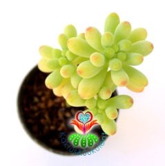 Sukulent,Sedum Pachyphyllum-Mükemmel Renk Tonlarında-Soğuğa Dayanıklı 5,5 cm Saksıda-Teraryum,Kaktüs