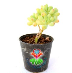 Sukulent,Sedum Pachyphyllum-Mükemmel Renk Tonlarında-Soğuğa Dayanıklı 5,5 cm Saksıda-Teraryum,Kaktüs
