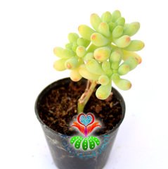 Sukulent,Sedum Pachyphyllum-Mükemmel Renk Tonlarında-Soğuğa Dayanıklı 5,5 cm Saksıda-Teraryum,Kaktüs