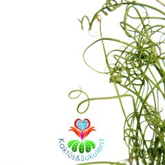 Albuca Spiralis-Yaprakları Spiral Kıvrımlı Bitki-10.5 cm Saksıda-Tirbuşon Albuca