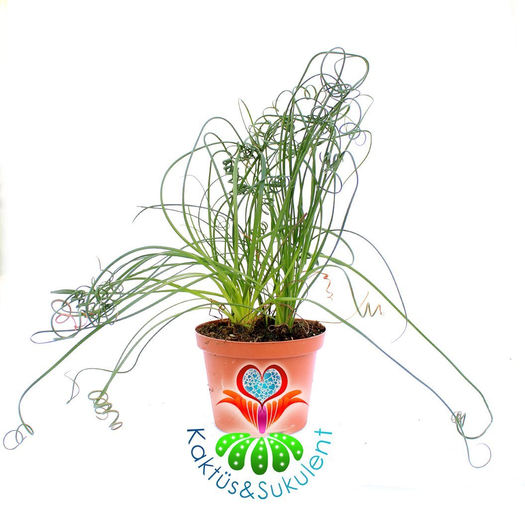 Albuca Spiralis-Yaprakları Spiral Kıvrımlı Bitki-10.5 cm Saksıda-Tirbuşon Albuca