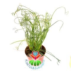 Albuca Spiralis-Yaprakları Spiral Kıvrımlı Bitki-10.5 cm Saksıda-Tirbuşon Albuca