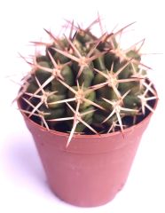 Gymnocalycium Schickendantzii subs. Delaetii 5,5 cm Saksıda Nadir Doğal Tür Kaktüs