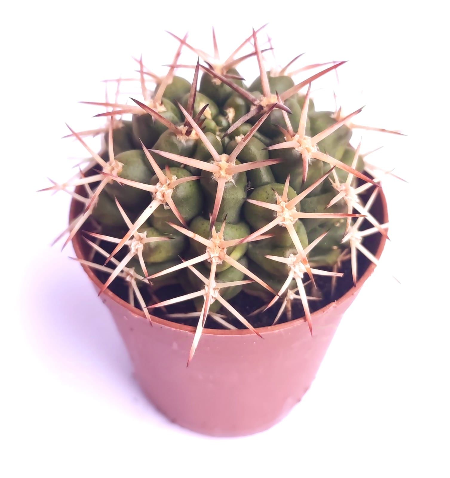 Gymnocalycium Schickendantzii subs. Delaetii 5,5 cm Saksıda Nadir Doğal Tür Kaktüs