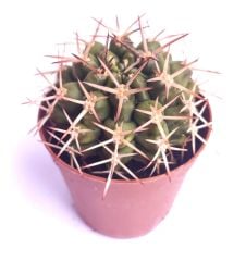 Gymnocalycium Schickendantzii subs. Delaetii 5,5 cm Saksıda Nadir Doğal Tür Kaktüs