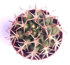 Gymnocalycium Schickendantzii subs. Delaetii 5,5 cm Saksıda Nadir Doğal Tür Kaktüs