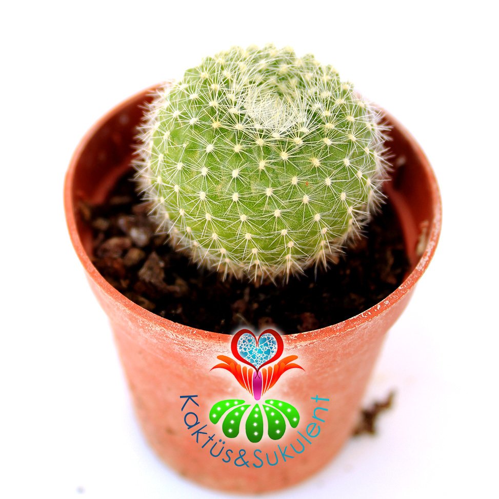 Kaktüs,Rebutia Marsonerii Turuncu Renk Çiçek Açar -5,5 cm Saksıda-Teraryum.Sukulent