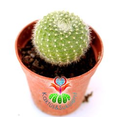 Kaktüs,Rebutia Marsonerii Turuncu Renk Çiçek Açar -5,5 cm Saksıda-Teraryum.Sukulent