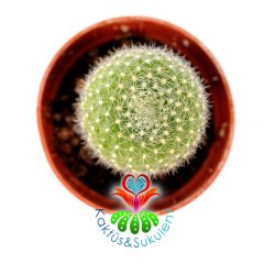 Kaktüs,Rebutia Marsonerii Turuncu Renk Çiçek Açar -5,5 cm Saksıda-Teraryum.Sukulent