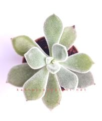 Echeveria Pulvinata Frosty -Kızaran Tüylü Yapraklı -5,5 cm Saksıda