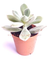 Echeveria Pulvinata Frosty -Kızaran Tüylü Yapraklı -5,5 cm Saksıda