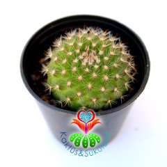 Kaktüs,Rebutia wessneriana Mükemmel Çiçek Açar -5,5 cm Saksıda-Teraryum.Sukulent