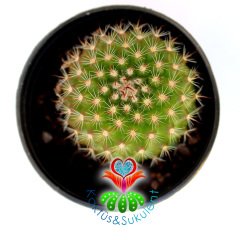 Kaktüs,Rebutia wessneriana Mükemmel Çiçek Açar -5,5 cm Saksıda-Teraryum.Sukulent