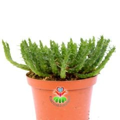 Euphorbia Caput-Medusae-10,5 cm Saksıda-Medusa Kafası BitkisiMedusa Head Plant