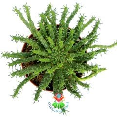 Euphorbia Caput-Medusae-10,5 cm Saksıda-Medusa Kafası BitkisiMedusa Head Plant