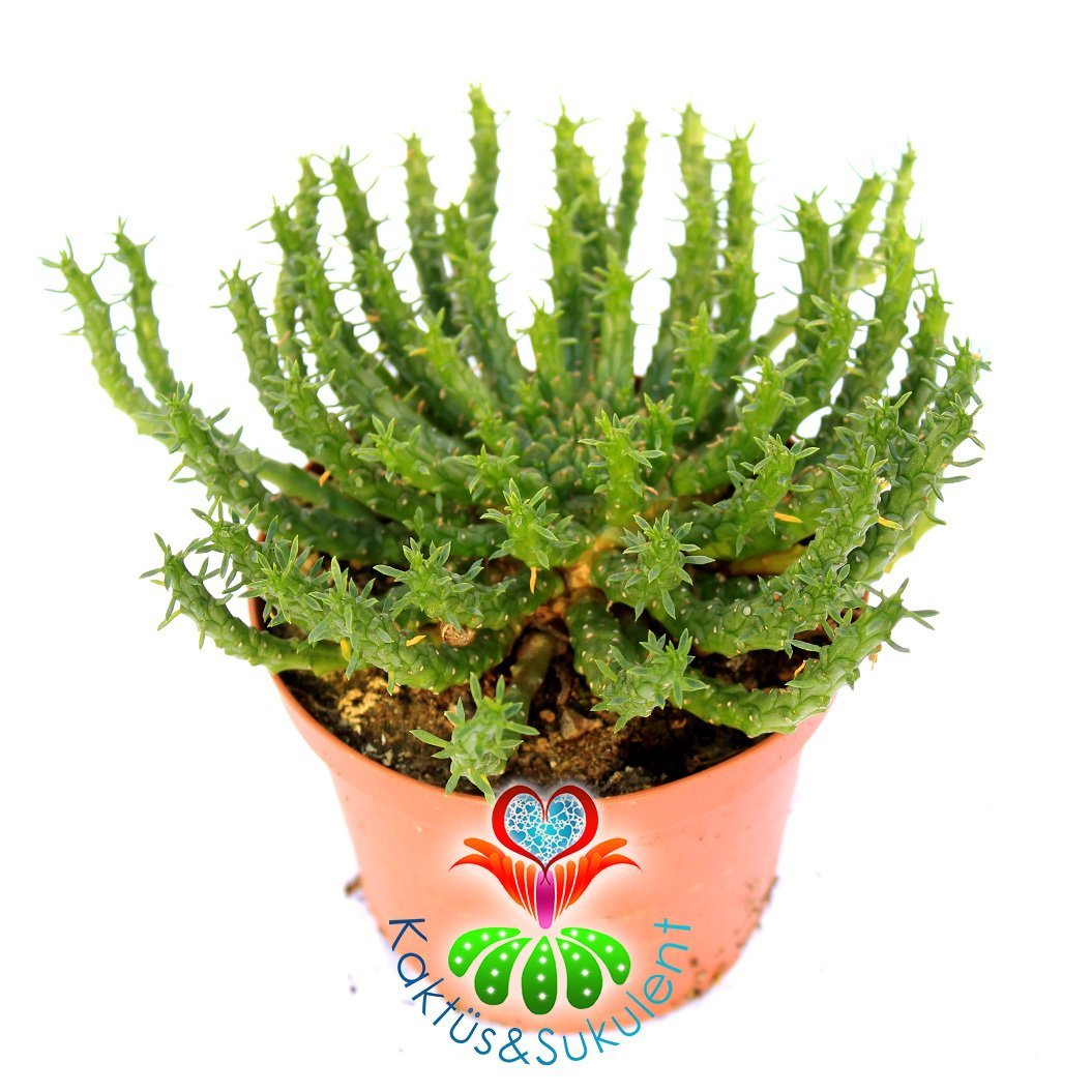 Euphorbia Caput-Medusae-10,5 cm Saksıda-Medusa Kafası BitkisiMedusa Head Plant