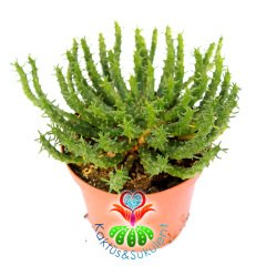 Euphorbia Caput-Medusae-10,5 cm Saksıda-Medusa Kafası BitkisiMedusa Head Plant